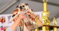 Jinny Lu, the South Korean dog rescued from the meat trade, wins world’s ugliest dog crown after four attempts