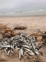 Pilchard herpesvirus detected in sardines: Dead fish wash up near Milnerton