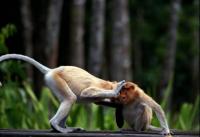 ‘People could get hurt’: Conservationists decry AI wildlife visuals