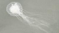 Jellyfish of the Delaware beaches