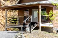 Colorado Tightens Law on Feeding Bears: How Other States Are Cracking Down