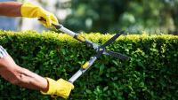 UK households with garden hedges under cutting ban until August 31