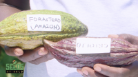 Tips on better agricultural methods from Ngetta ZARDI Farm Clinic | SEEDS OF GOLD