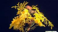 A newly discovered coral species is so genetically unique that scientists had to create an entirely new family to classify it