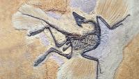 Scientists think they know how the first birds on Earth learned to fly