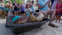 Internet-famous turtle draws hundreds to see release on Key West beach