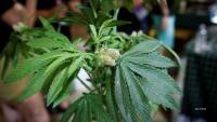 Marijuana rescheduling fight faces key Monday deadline