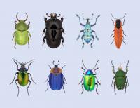 Scientists monitoring how beetles move in Canada following storms