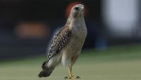 Canadian-bred falcon sells for record $346,000 in Saudi Arabia