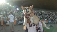 A race of short legs and big personalities: corgis take over Vilnius