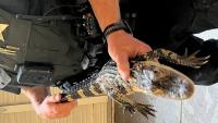 Oregon police seize illegally kept pet alligator found living in apartment aquarium