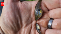In 1905, Hawaii introduced mosquitofish to control mosquitoes; the tiny fish later became linked to declines of native damselflies and other threatened species