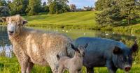 New farm opens at famous UK palace - and it's full of some of Britain's rarest animals