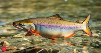 In 1953, a concrete barrier blocked fish migration in Massachusetts. 70 years later, it’s finally being removed to bring the native trout back
