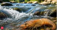 Mexican Proverb of the Day: “The shrimp that falls asleep gets carried away by the current” — Meaning, life lesson and why this saying still matters