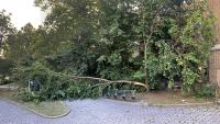 New York tree-damage work orders double as severe storms batter the city's canopy