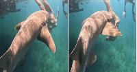 Influencers are putting their lives in jeopardy for the perfect shark snap