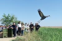 How flutters of great little birds weave together Asia-Pacific community