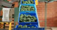 Avocado pickers in Mexico welcome restart of exports to US, but security fears remain