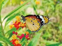 Macau peninsula’s first ‘butterfly-friendly garden’ slated for next month