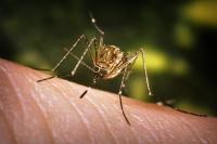 Japanese encephalitis cases on the rise in Jhapa
