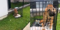 Nashville Humane urges struggling owners to reach out after dog left on property