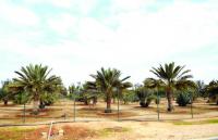Local date growers expand production to boost self-sufficiency