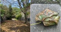 Has fall arrived early? Nova Scotia maple trees shed leaves mid-August