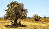The €109 million strategy that aims to transform Cyprus’ agriculture sector