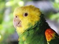 Parrot Enjoying a Florida Rainstorm Is Cuteness Overload