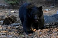 ‘I’m a little sad over my KFC’: Bear bursts into Kentucky woman’s home, steals dinner