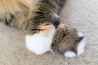 Litter of Multicolored Maine Coon Kittens Is the Cutest Little Cookie Assortment
