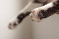 Stunning Black-and-White Maine Coon Looks Like a Cookies-and-Cream Dream