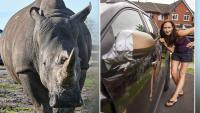 Terrified families feared they would die as rampaging rhinos smashed up cars during safari park causing £1000s in damage