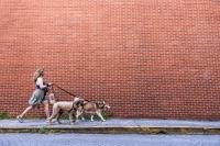 Dogs Leave Their Late Sister’s Spot Open During a Walk, and the Internet Is in Tears