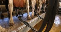 'Best taste ever': Raw milk can be fatal, so why are people drinking it?