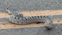Photos capture a close call, and a safe crossing, for a rattlesnake on a Nevada road