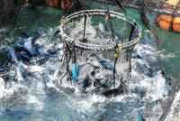 Salmon farming booms in Japan as demand jumps around Asia