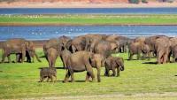 HEC reaches tipping point: Fresh proposal aims to foster human-elephant coexistence in Sri Lanka