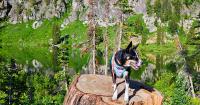 How Southern Utahns can reduce their dogs' risk of tick-borne diseases