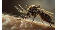 West Nile virus: Greece faces one of its most difficult seasons in recent years
