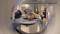 Houston Zoo treats endangered sea turtle rescued in Wales ahead of return to Gulf