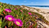 The invasive ice plant from South Africa threatens California’s native flora by expanding 90 cm per year