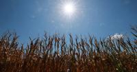 Europe’s heat strains global food supply