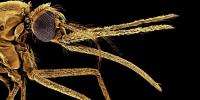 British scientists crack single-dose malaria cure as resistance to current drugs soars