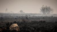Belgium battles its worst wildfire