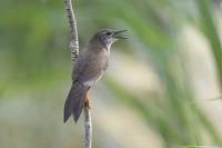 Long-billed Bush Warbler — The Hidden Voice of the Himalayan Grasslands