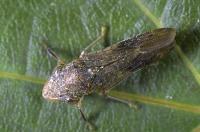 Wine industry pledges $820,000 to combat grapevine pest in California