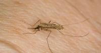 Antimalarial compound hailed as ‘exciting step forward’ in fight against disease