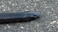 Strange 'snake' spotted in South Africa's Kruger National Park turns out to be a legless lizard